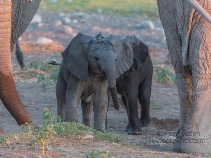 Elephant -8 – Etosha – Wildlife Wide