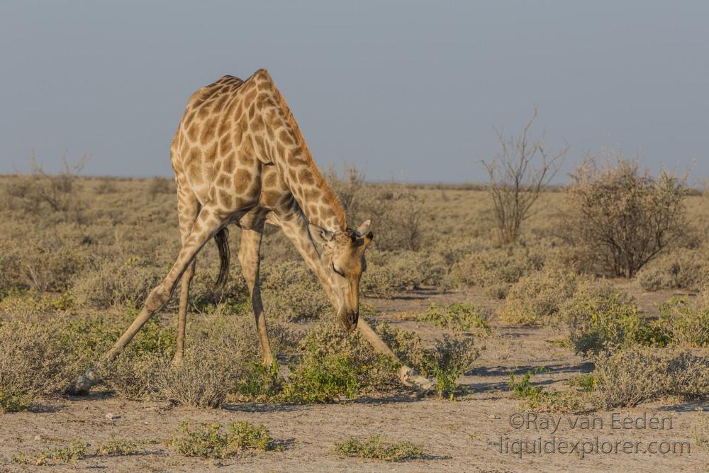 Giraffe -1 – Etosha – Wildlife Wide