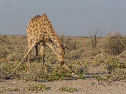 Giraffe -1 – Etosha – Wildlife Wide