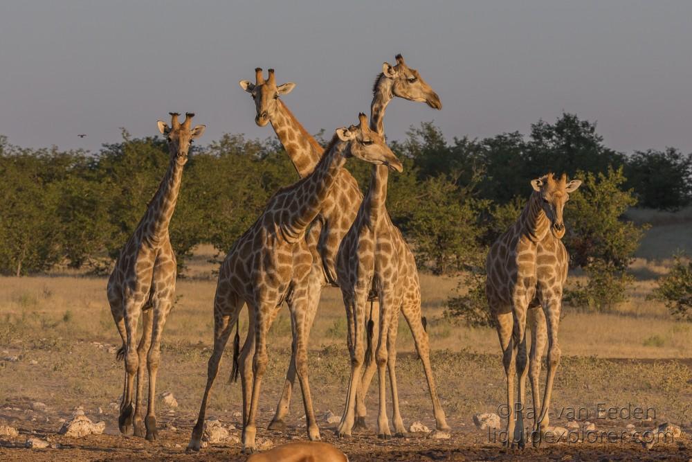 Giraffe -3 – Etosha – Wildlife Wide