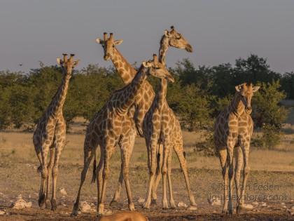 Giraffe -3 – Etosha – Wildlife Wide