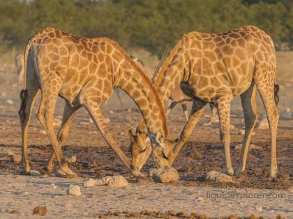 Giraffe -4 – Etosha – Wildlife Wide