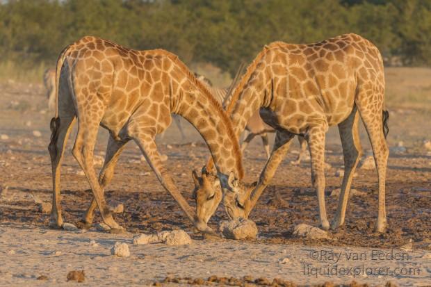 Giraffe -4 – Etosha – Wildlife Wide