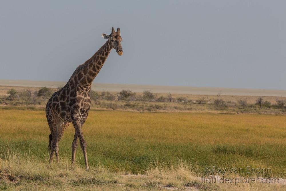 Giraffe -5 – Etosha – Wildlife Wide