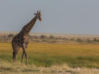 Giraffe -5 – Etosha – Wildlife Wide