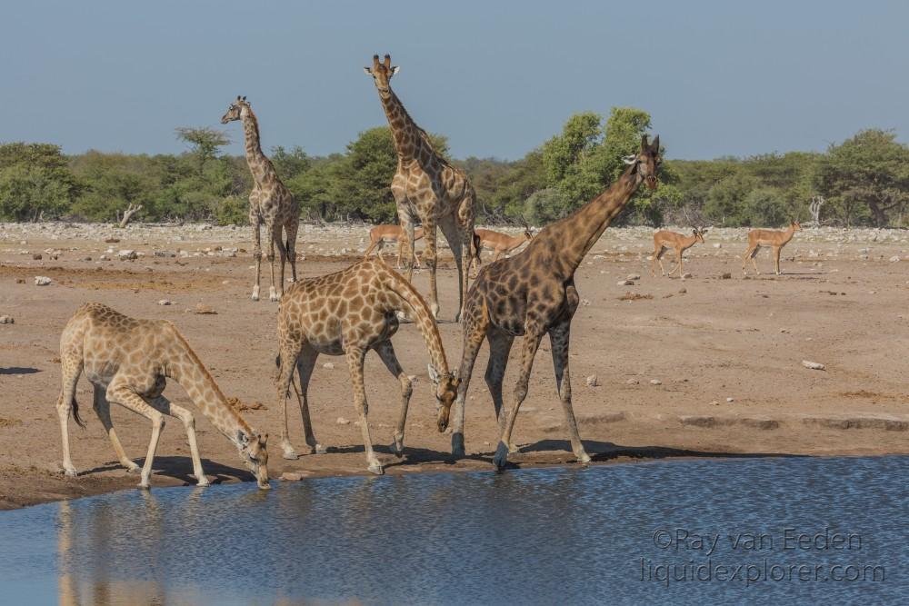 Giraffe -6 – Etosha – Wildlife Wide