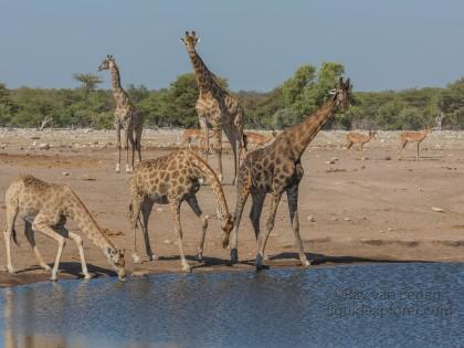 Giraffe -6 – Etosha – Wildlife Wide