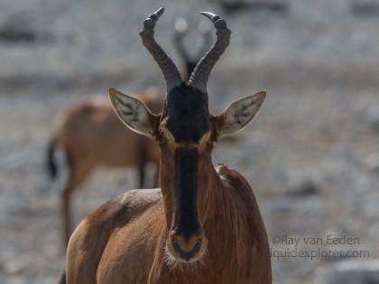 Hartbees -1 – Etosha – Wildlife Wide