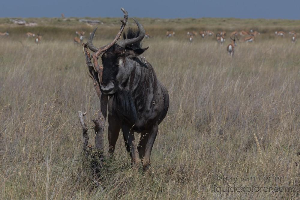 Wildebeest -5 – Etosha – Wildlife Wide