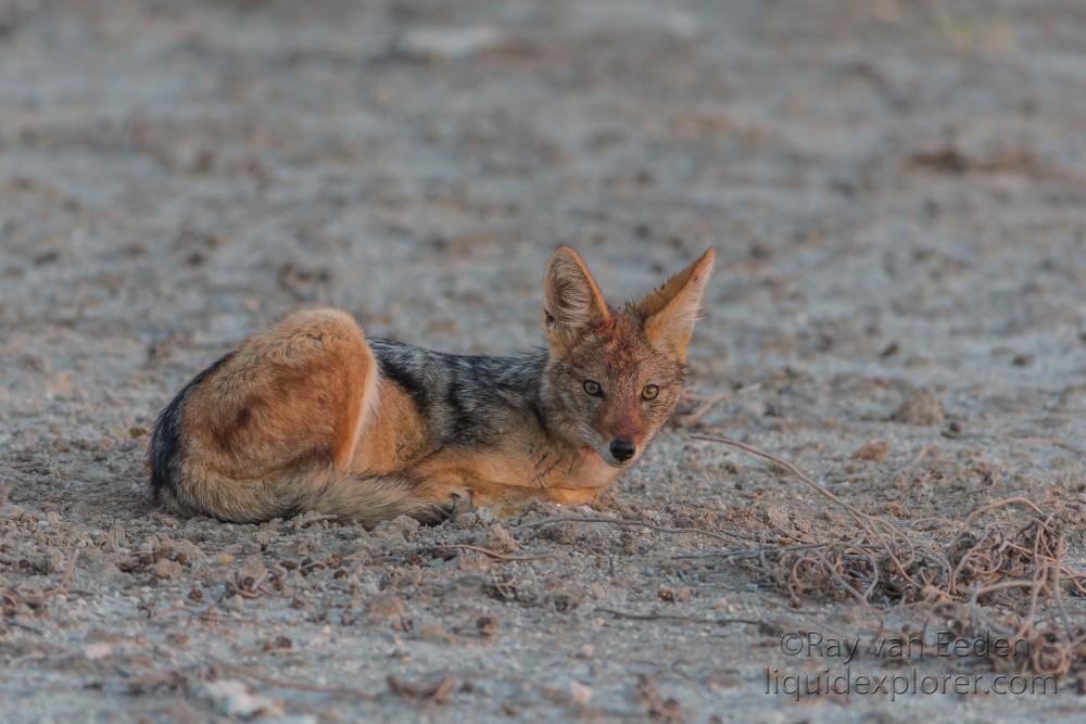 Jackal -1 – Etosha – Wildlife portrait