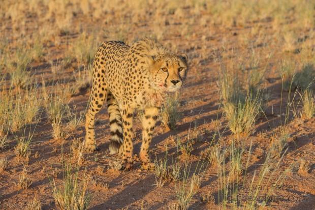 Cheetah1469-Kanaan-Wildlife wide angle