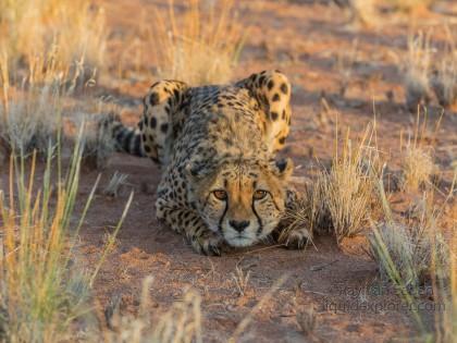 Cheetah1485-Kanaan-Wildlife wide angle