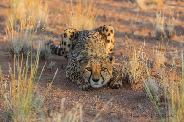 Cheetah1485-Kanaan-Wildlife wide angle