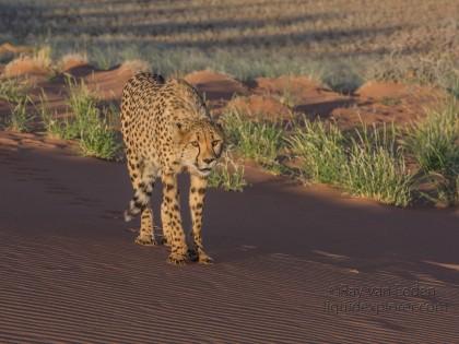 Cheetah1689-Kanaan-Wildlife wide angle