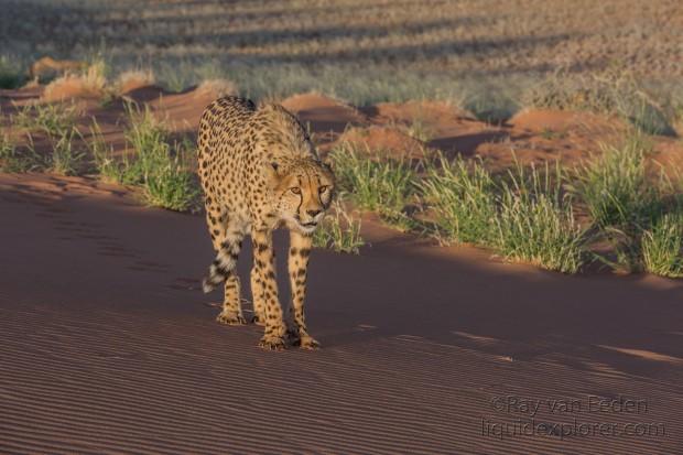 Cheetah1689-Kanaan-Wildlife wide angle