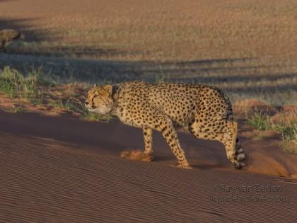 Cheetah1693-Kanaan-Wildlife wide angle