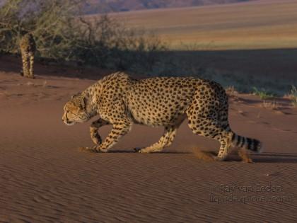Cheetah1696-Kanaan-Wildlife wide angle