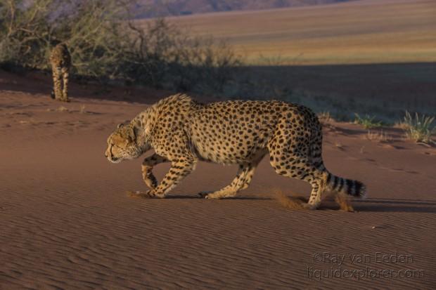 Cheetah1696-Kanaan-Wildlife wide angle