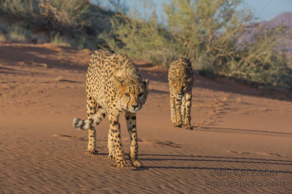 Cheetah1706-Kanaan-Wildlife wide angle