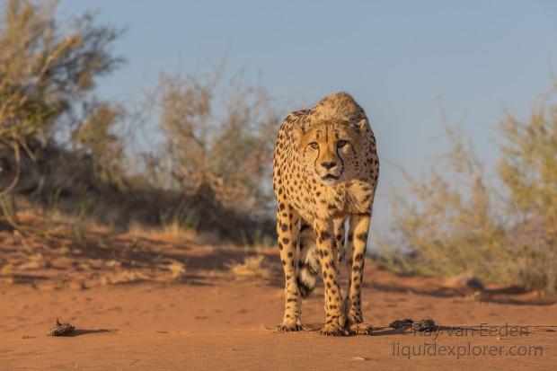 Cheetah1717-Kanaan-Wildlife wide angle