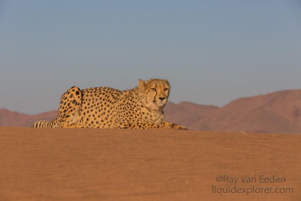 Cheetah1739-Kanaan-Wildlife wide angle