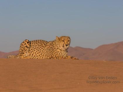 Cheetah1739-Kanaan-Wildlife wide angle