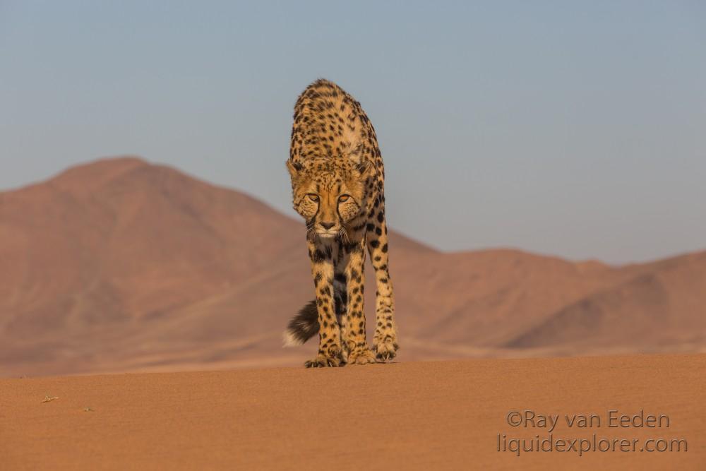 Cheetah1741-Kanaan-Wildlife wide angle