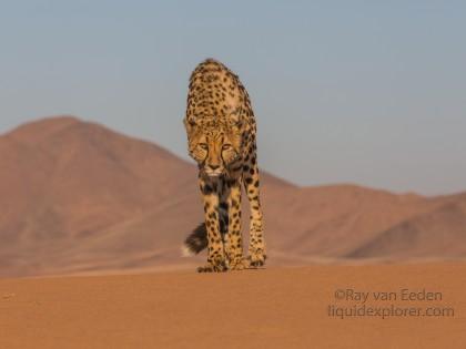 Cheetah1741-Kanaan-Wildlife wide angle