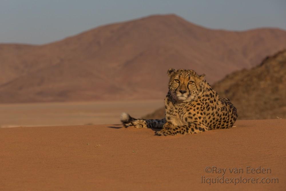 Cheetah1756-Kanaan-Wildlife wide angle