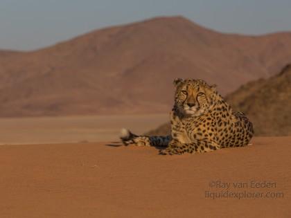 Cheetah1756-Kanaan-Wildlife wide angle