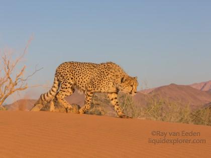 Cheetah1784-Kanaan-Wildlife wide angle