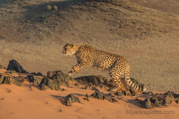 Cheetah1820-Kanaan-Wildlife wide angle