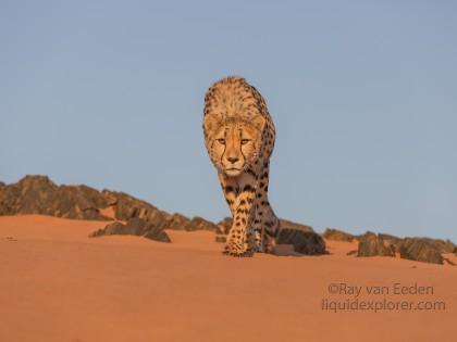 Cheetah1837-Kanaan-Wildlife wide angle