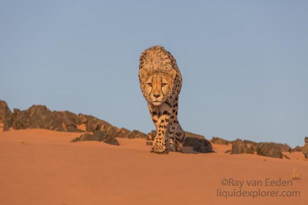 Cheetah1837-Kanaan-Wildlife wide angle