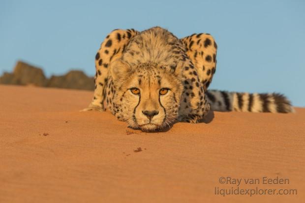 Cheetah1856-Kanaan-Wildlife wide angle