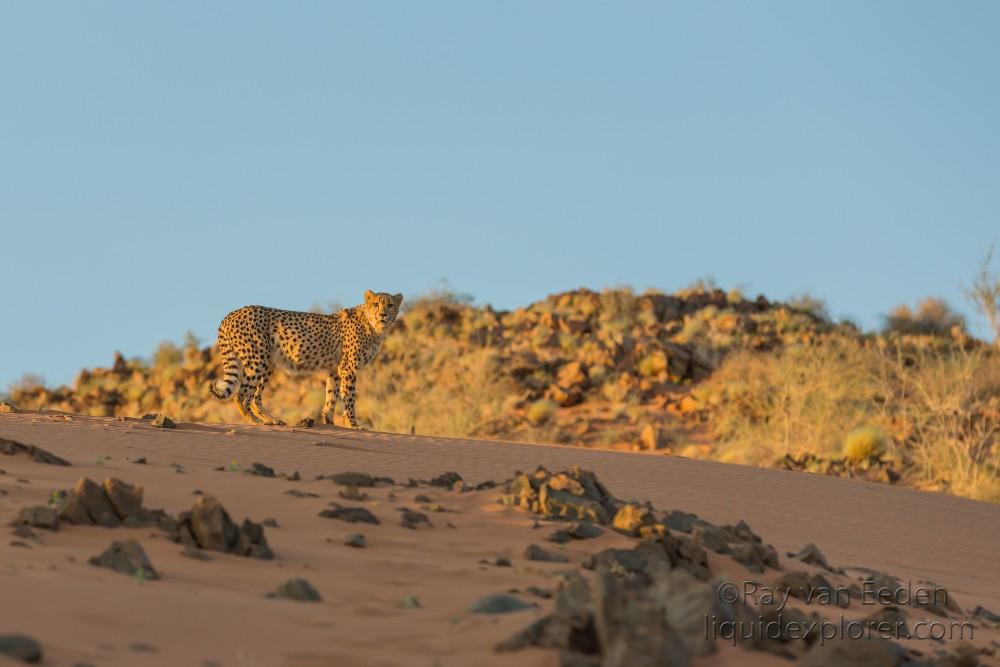 Cheetah1871-Kanaan-Wildlife wide angle