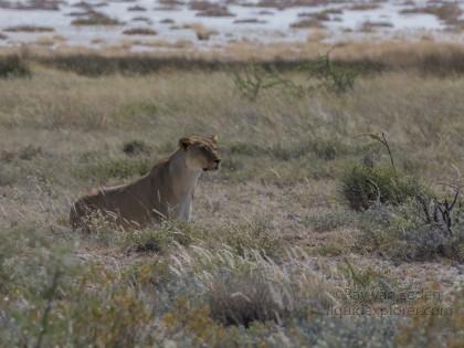 Lion -1 – Etosha – Wildlife Wide