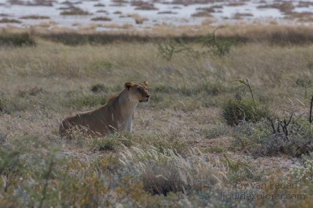 Lion -1 – Etosha – Wildlife Wide