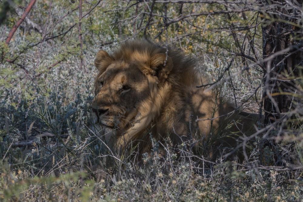 Lion -10 – Etosha – Wildlife Wide