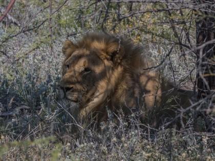 Lion -10 – Etosha – Wildlife Wide