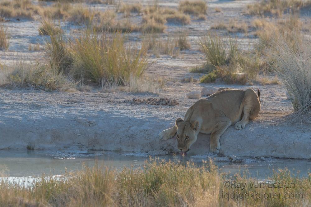 Lion -17 – Etosha – Wildlife Wide