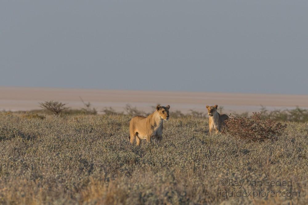 Lion -18 – Etosha – Wildlife Wide