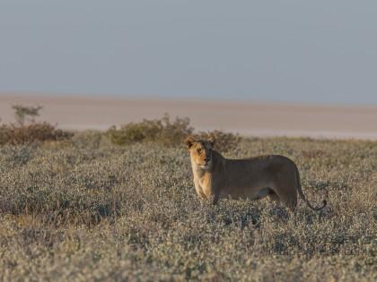 Lion -19 – Etosha – Wildlife Wide