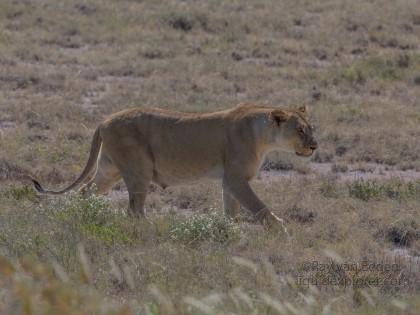 Lion -2 – Etosha – Wildlife Wide