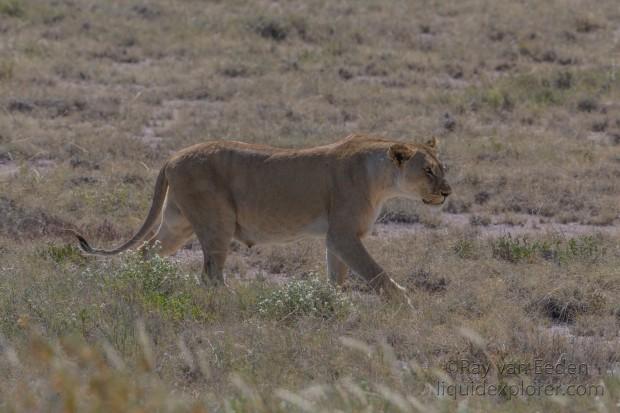 Lion -2 – Etosha – Wildlife Wide