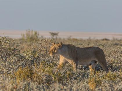 Lion -20 – Etosha – Wildlife Wide