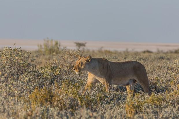 Lion -20 – Etosha – Wildlife Wide