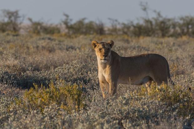 Lion -21 – Etosha – Wildlife Wide