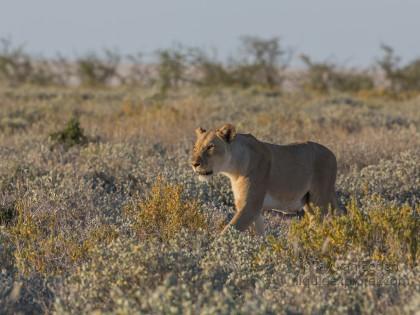 Lion -22 – Etosha – Wildlife Wide