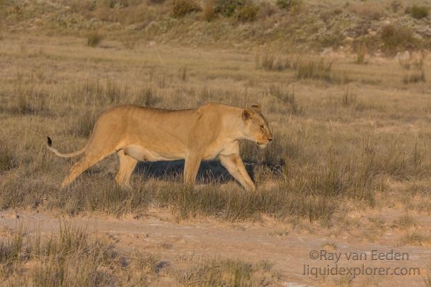 Lion -25 – Etosha – Wildlife Wide